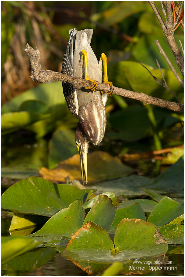 Mangrovereiher (Butorides striata),