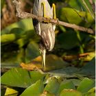 Mangrovereiher (Butorides striata),