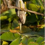 Mangrovereiher (Butorides striata),