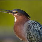 Mangrovereiher (Butorides striata), Green backed Heron ND