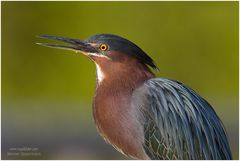 Mangrovereiher (Butorides striata), Green backed Heron ND