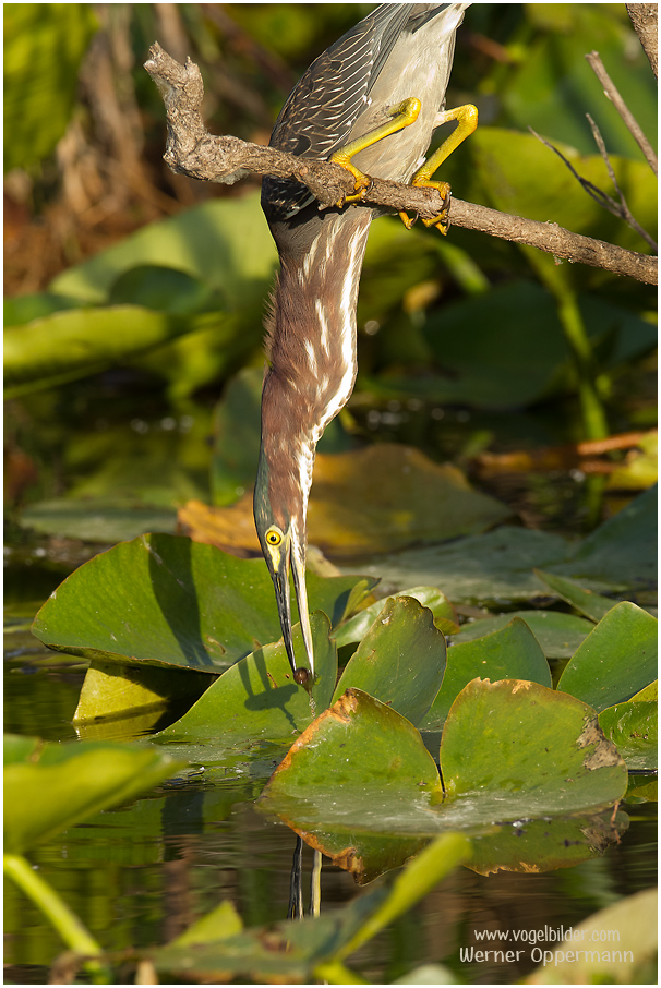 Mangrovereiher (Butorides striata), Teil 2