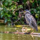 Mangrovereiher (Striated Heron)