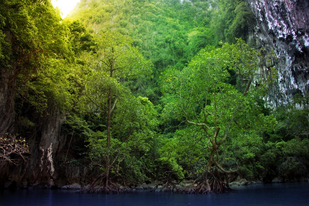 Mangroves