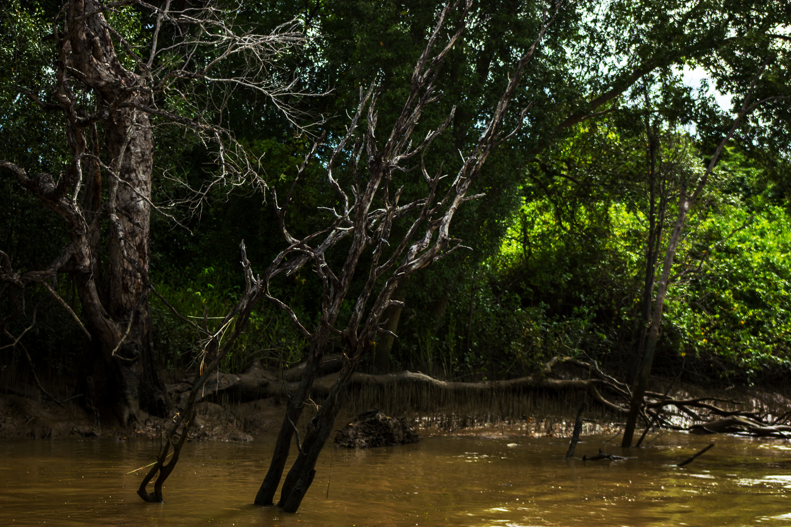 Mangroves 2