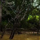 Mangroves 2