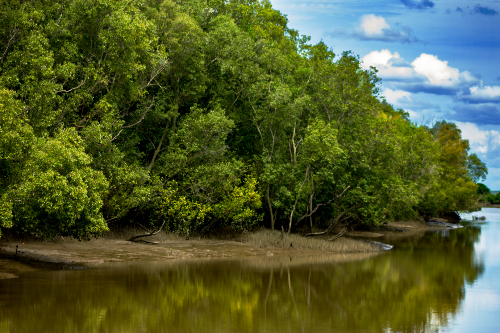 Mangroves