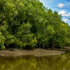 Mangroves