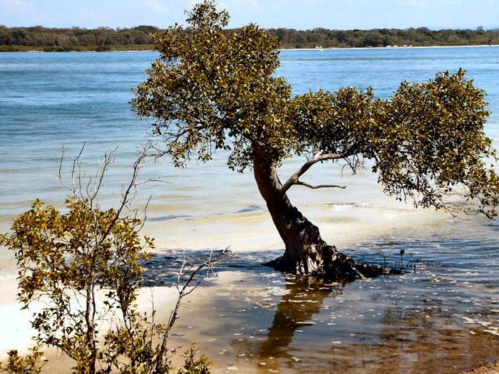 Mangroves