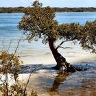 Mangroves