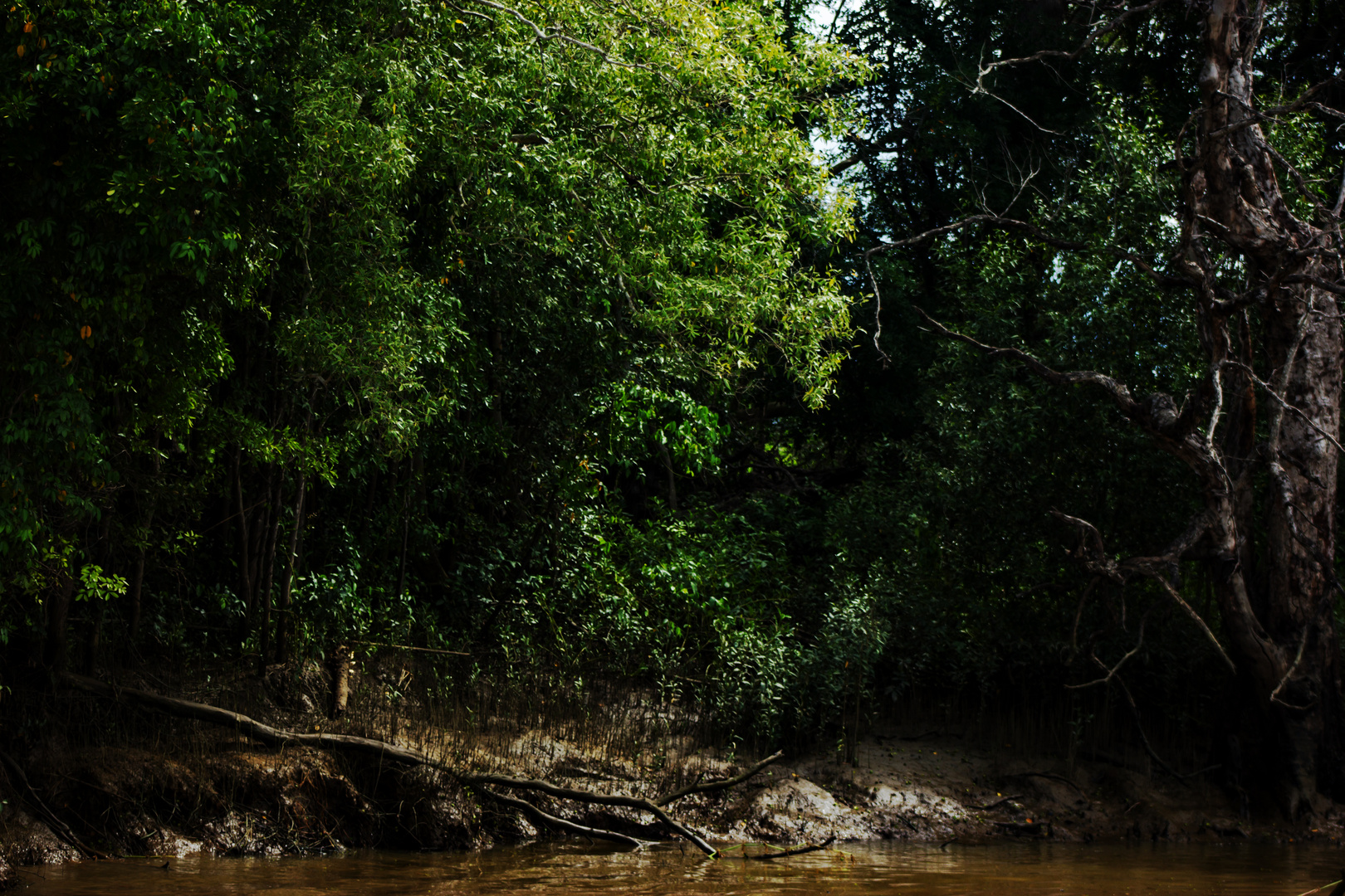 Mangroves