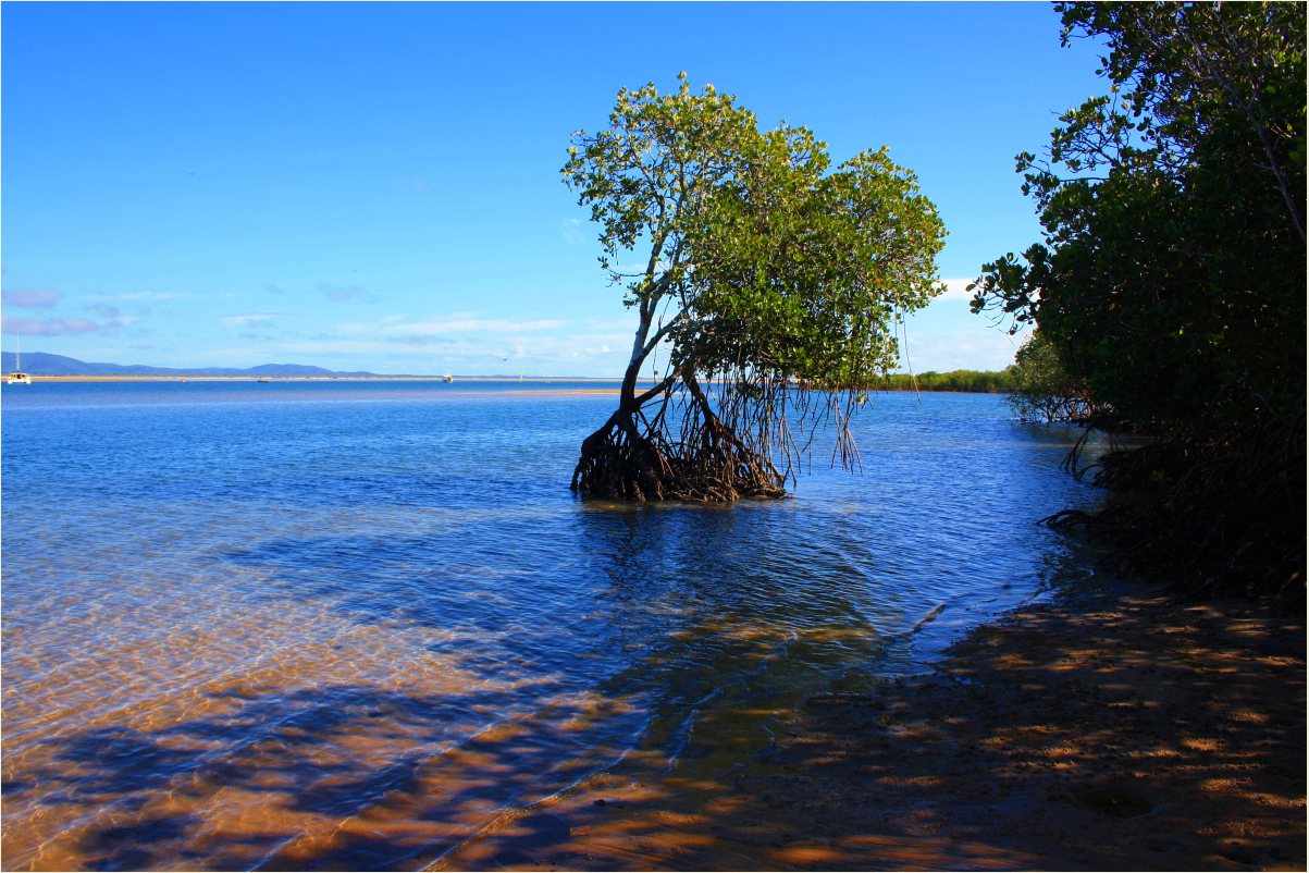 *** Mangroves at 1770 ***