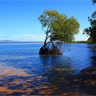 *** Mangroves at 1770 ***