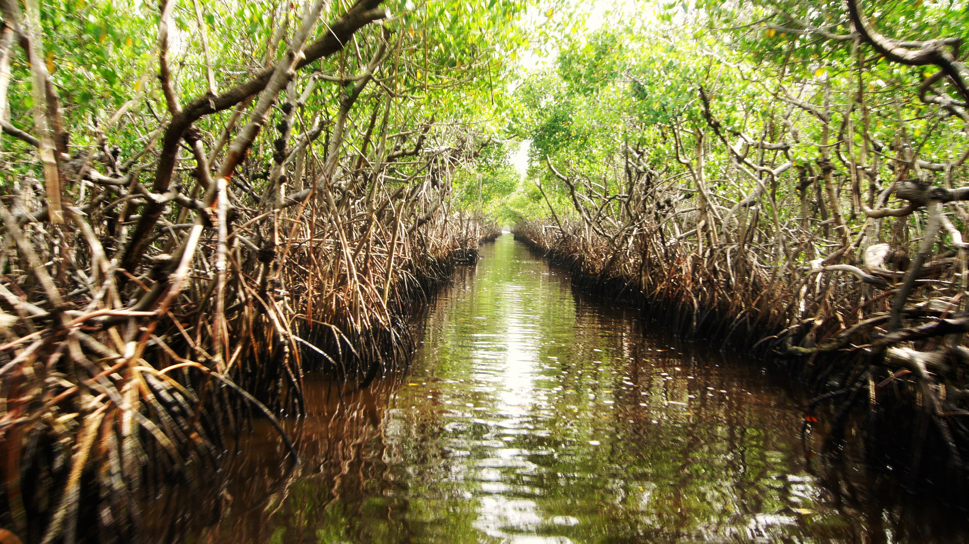 Mangroves at Everglades, FL