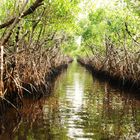 Mangroves at Everglades, FL