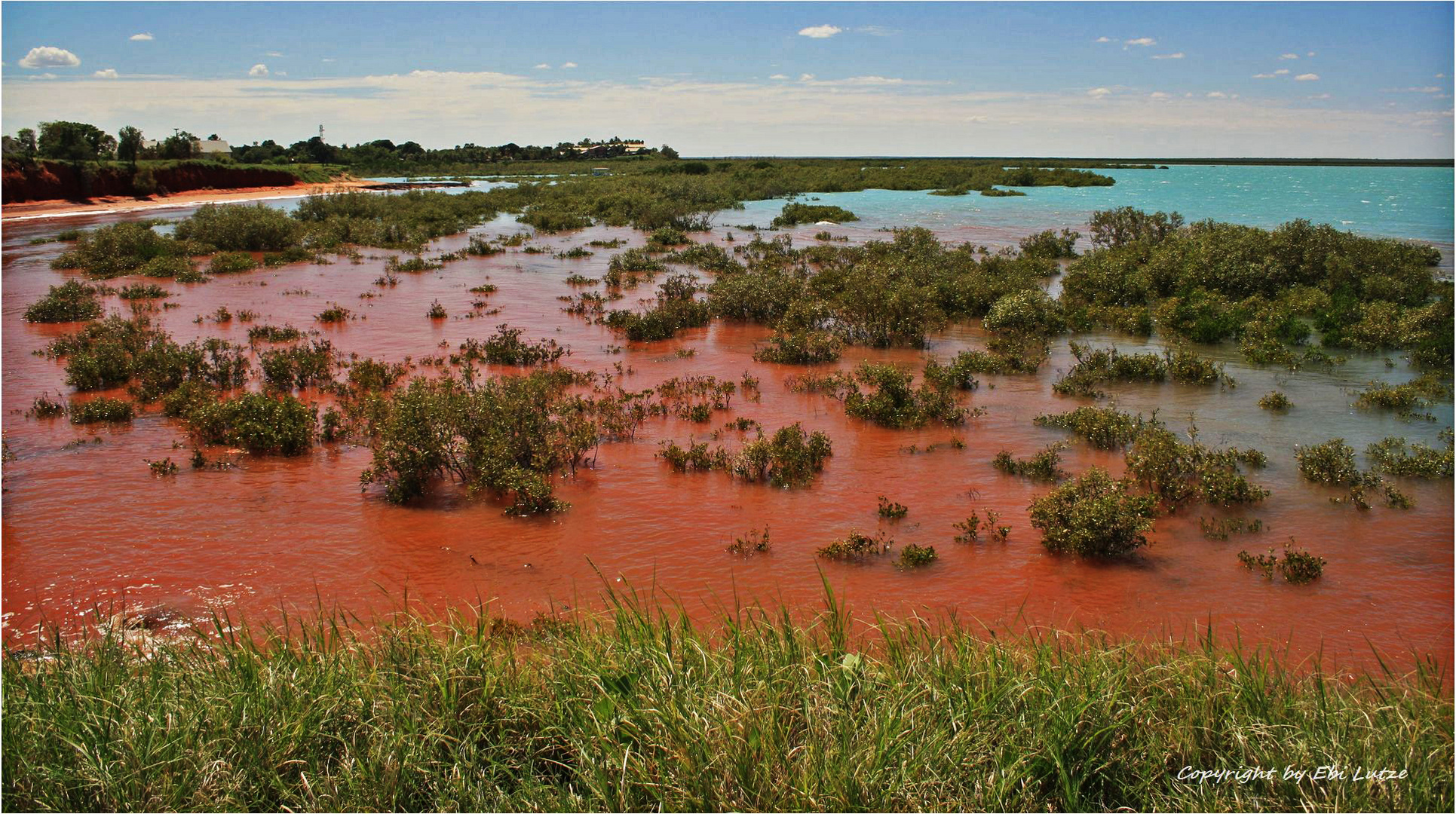 * Mangroves at high tide / Broome Roebuck Bay *