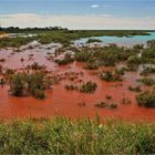 * Mangroves at high tide / Broome Roebuck Bay *