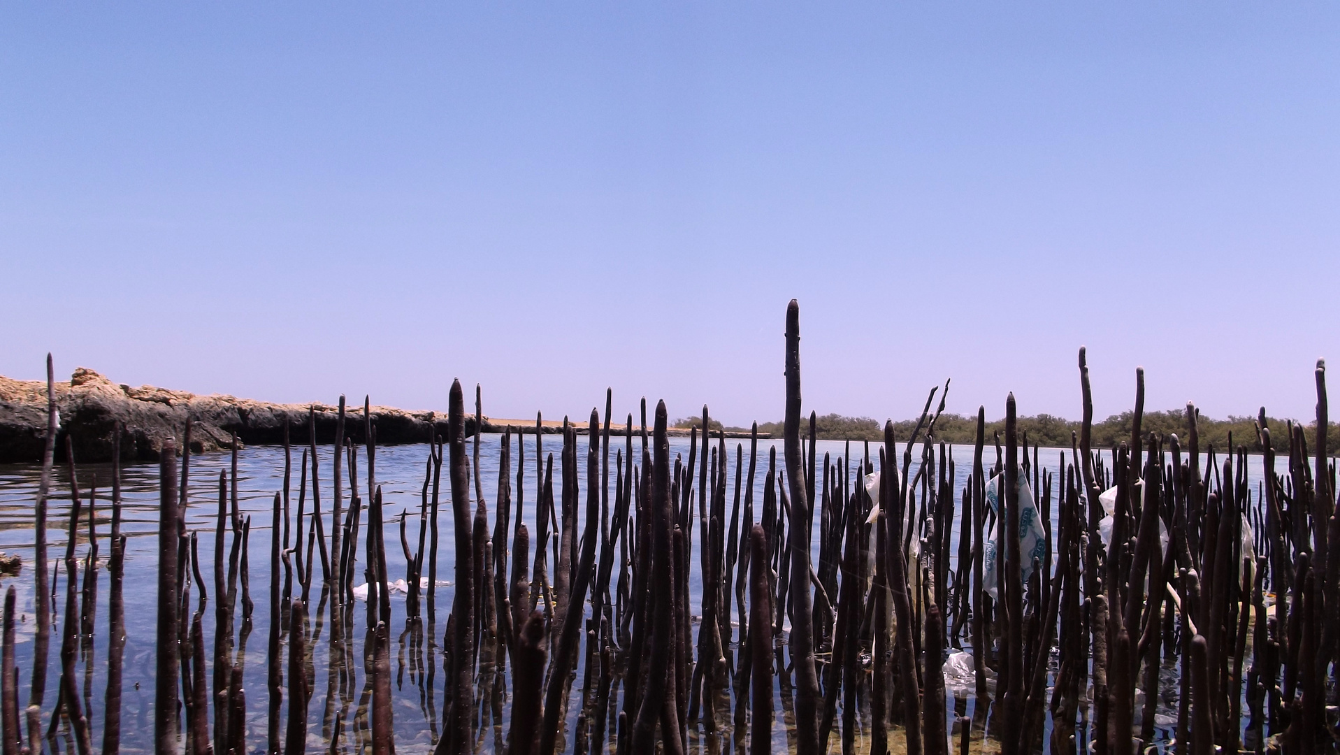 mangroves (at ras mohamed national park)