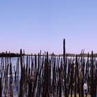 mangroves (at ras mohamed national park)