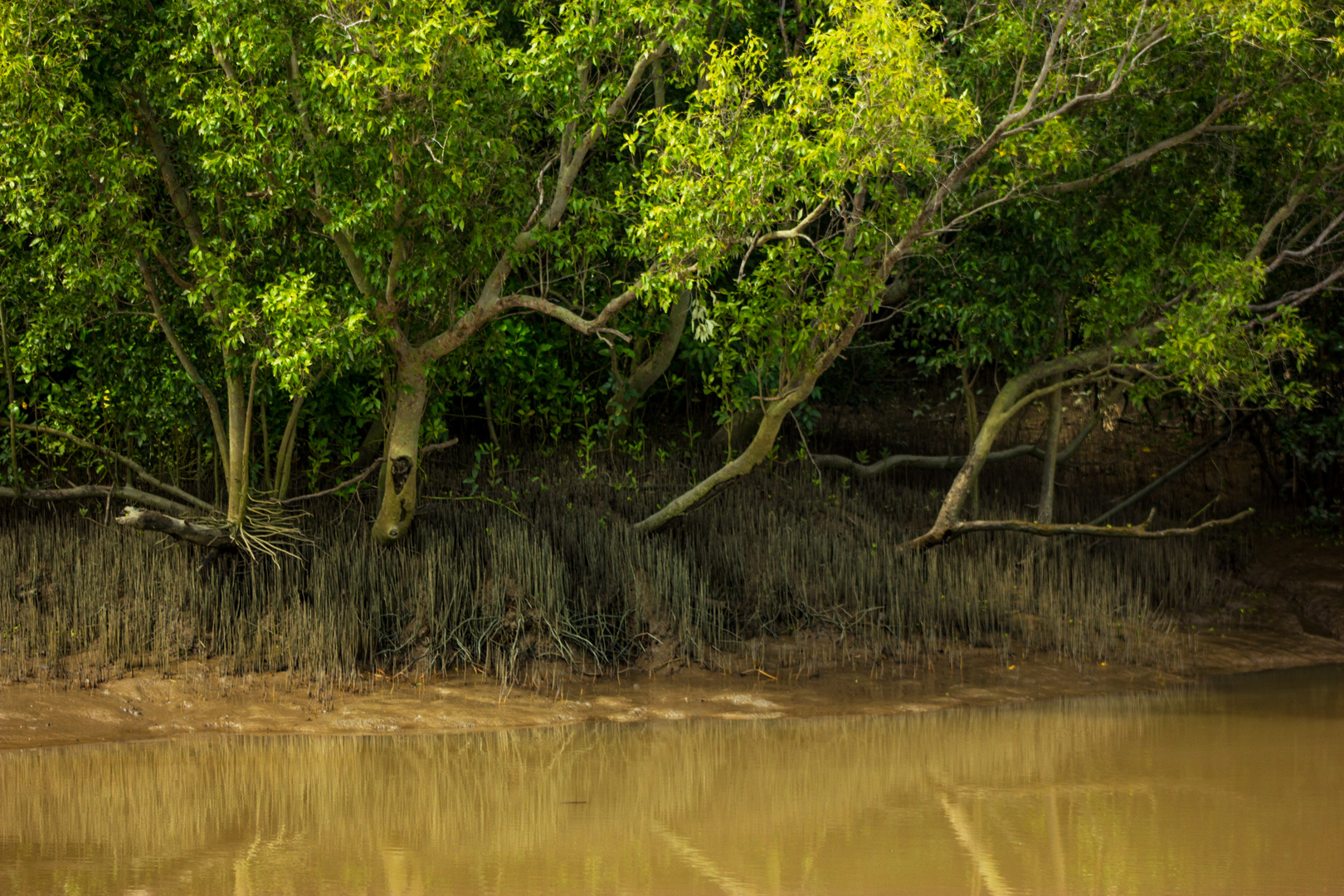 Mangroves