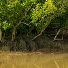 Mangroves