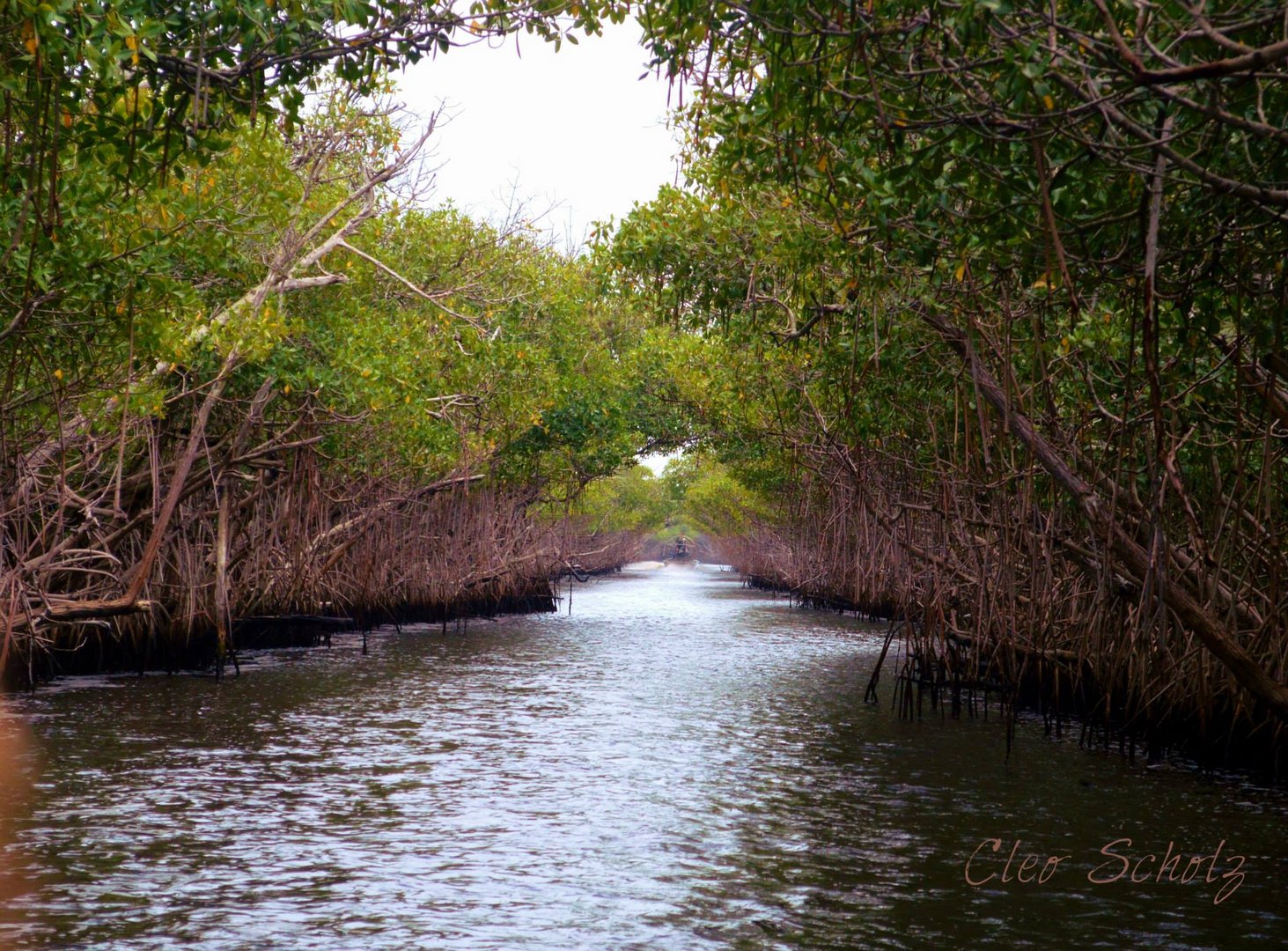 Mangroves in Everglades