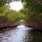 Mangroves in Everglades