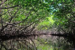 Mangroves in the Alejandro de Humboldt National Park