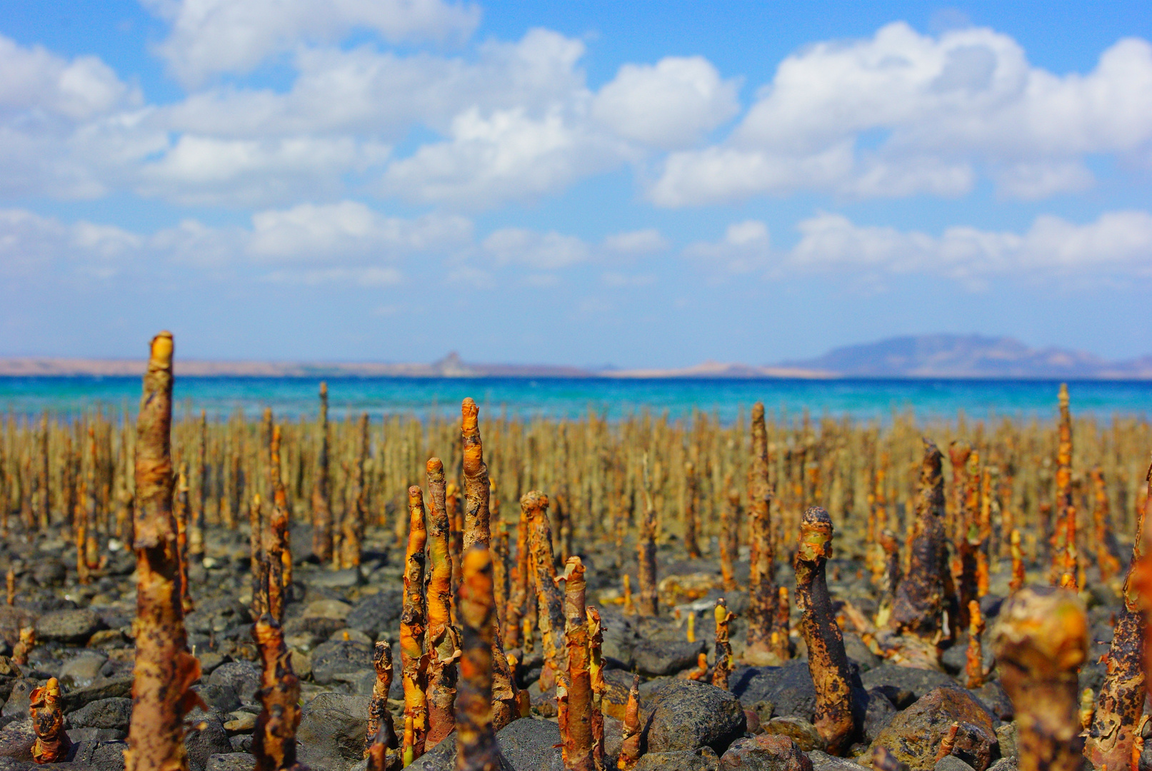 Mangroves land