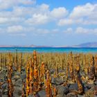 Mangroves land