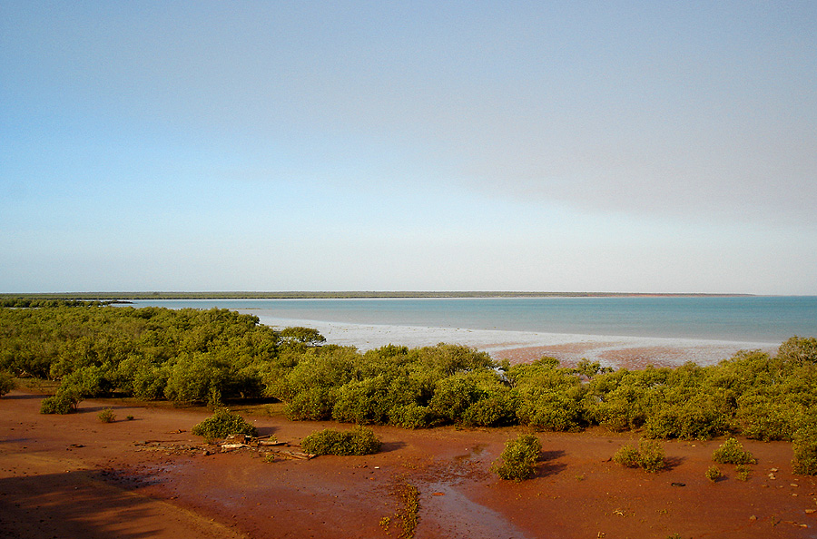 Mangroves @ Roebuck Bay