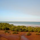 Mangroves @ Roebuck Bay