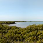 Mangroves @ Roebuck Bay, Pano