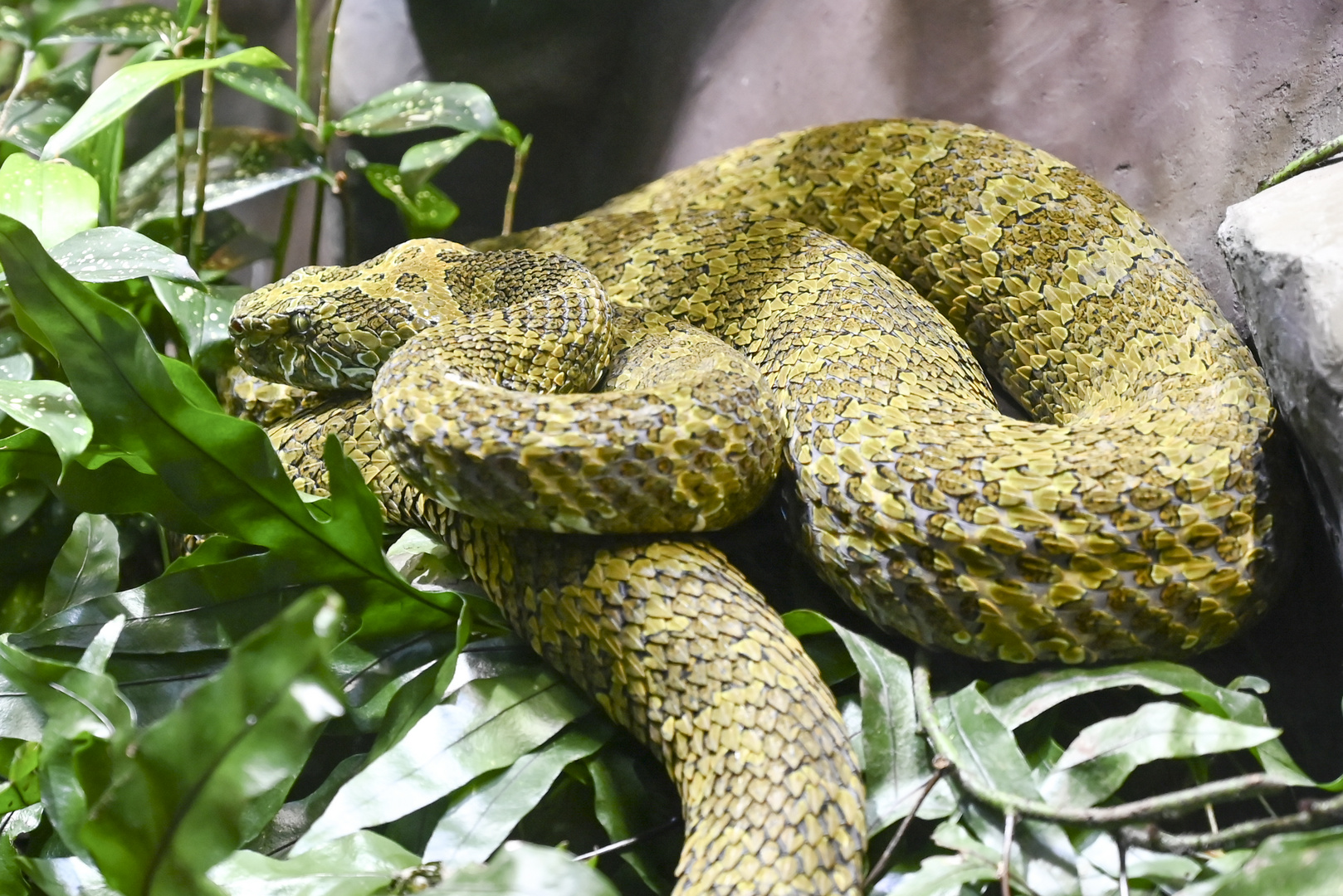 Mangshan-Viper