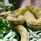 Mangshan-Viper