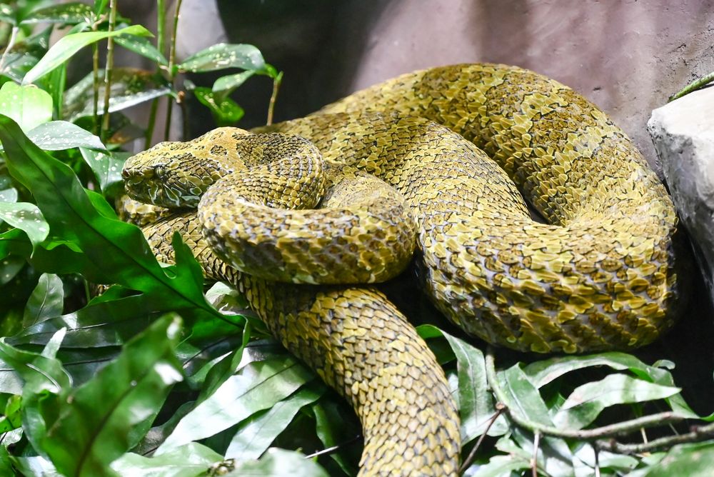 Mangshan-Viper