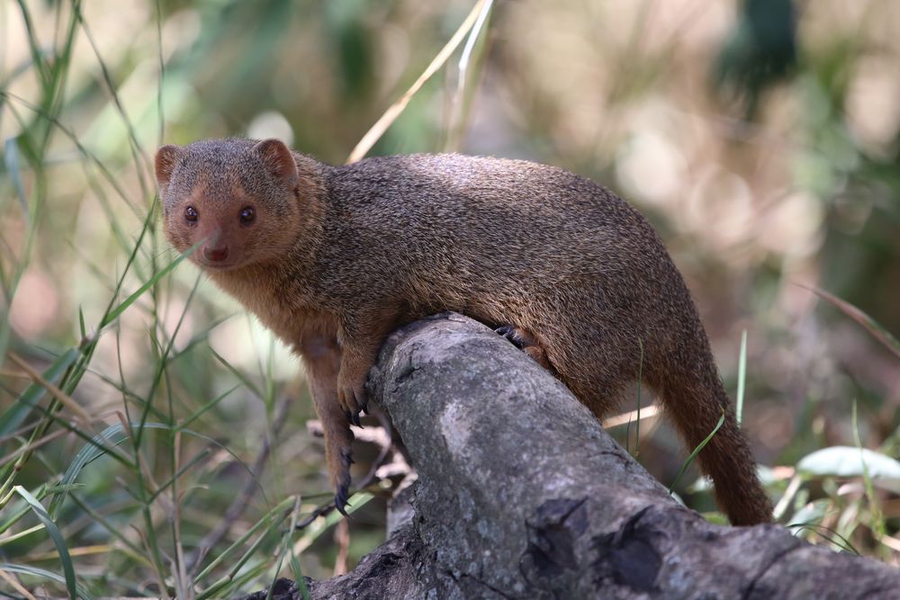 Manguste Foto & Bild africa, eastern africa, kenya Bilder auf