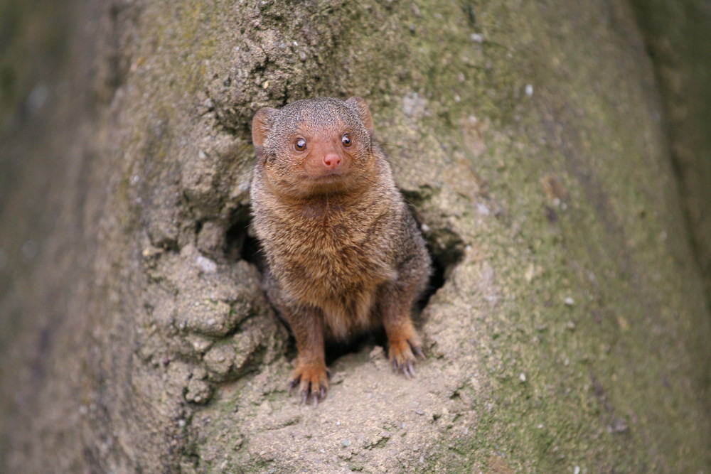 Manguste im Duisburger Zoo