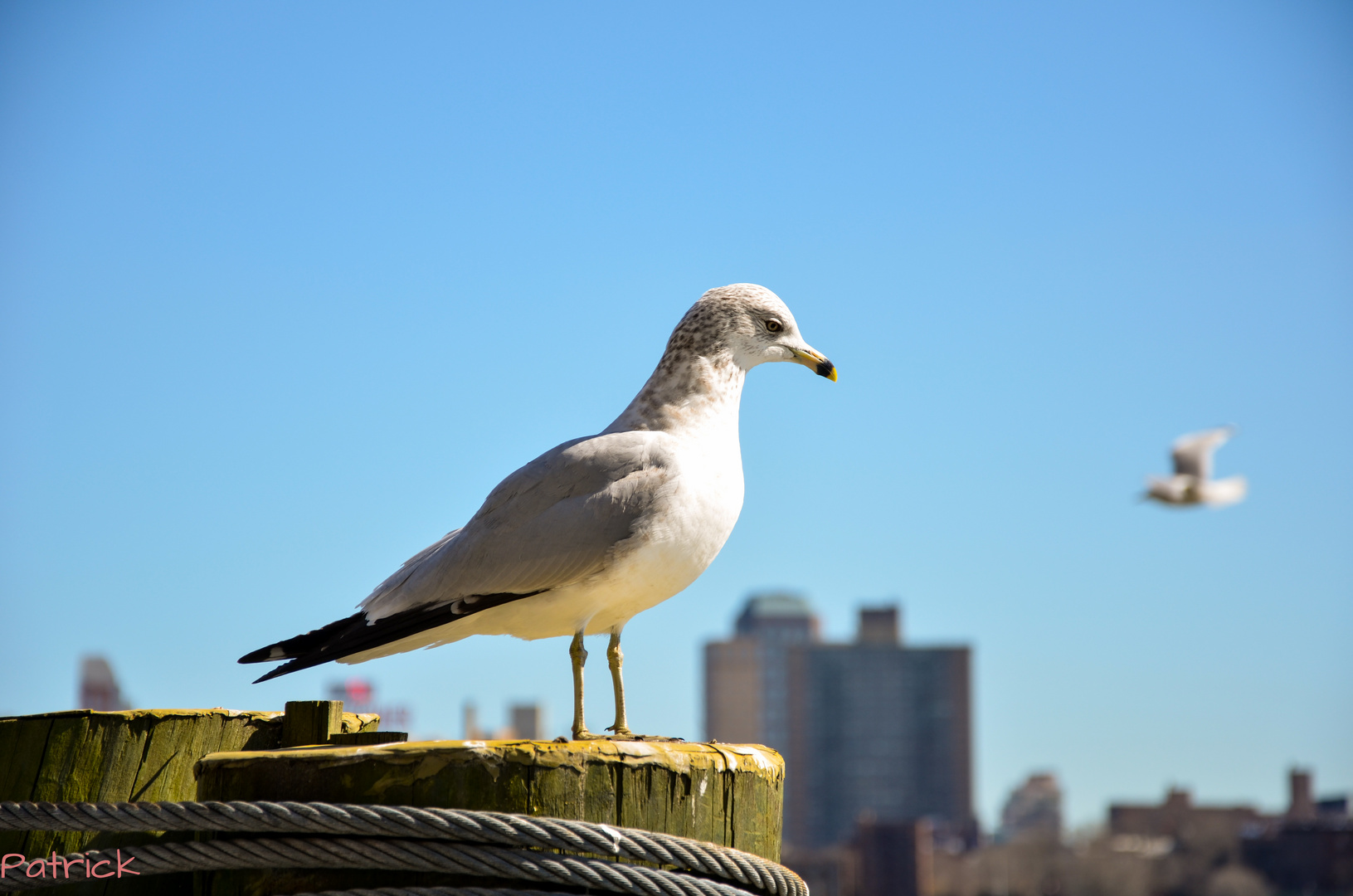 Manhattan Pier Möwe