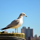 Manhattan Pier Möwe