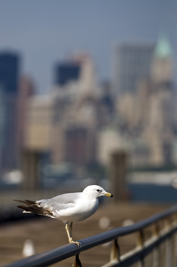 Manhatten Bokeh