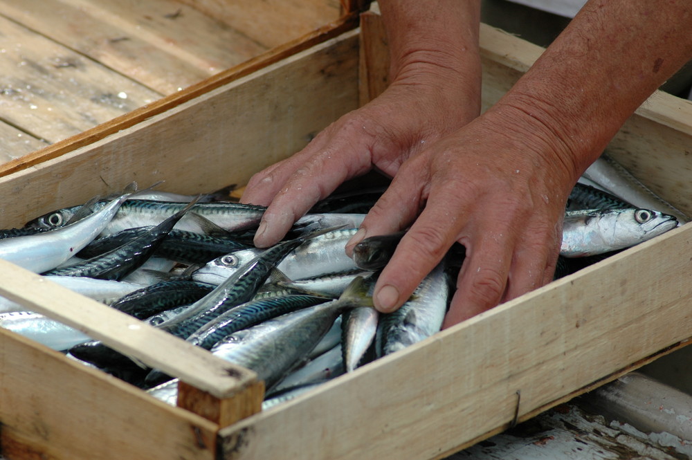 mani di mare