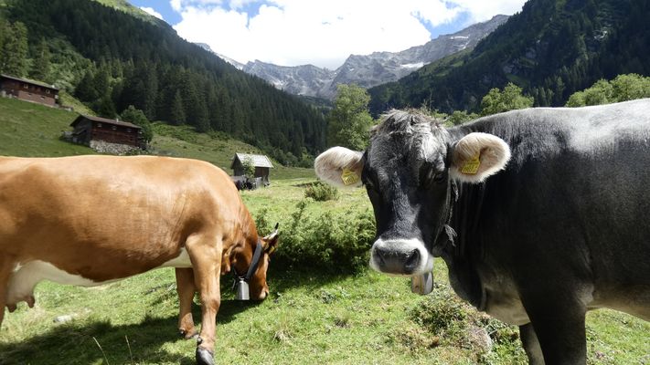 Mania di protagonismo