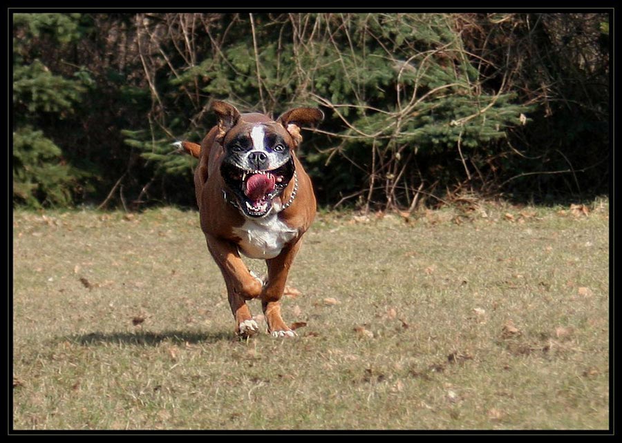 Maniac Foto & Bild tiere, haustiere, hunde Bilder auf