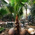 Manial Palast Palmen im Garten