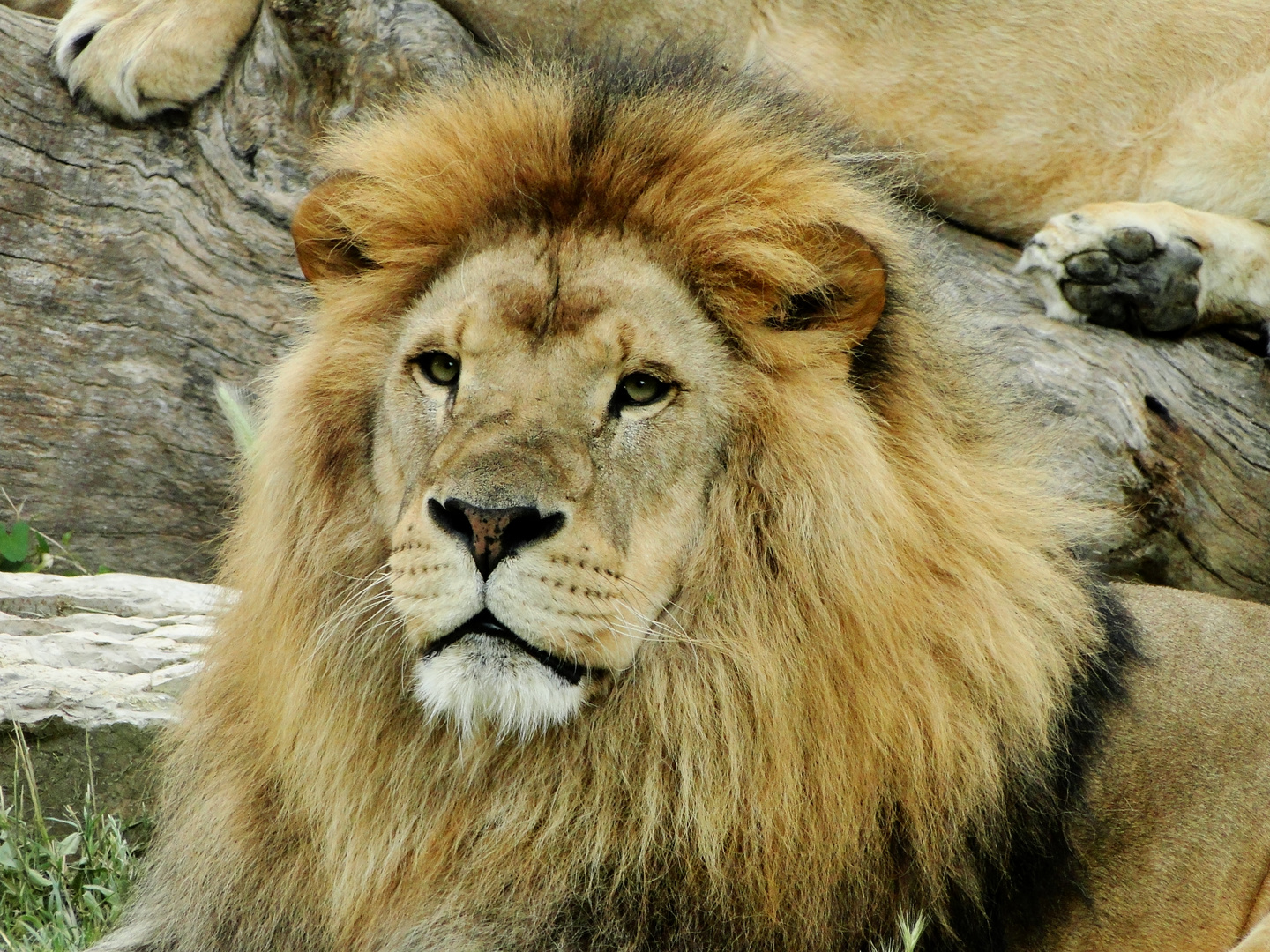 Maniara lion d'afrique 8 ans