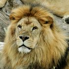 Maniara lion d'afrique 8 ans