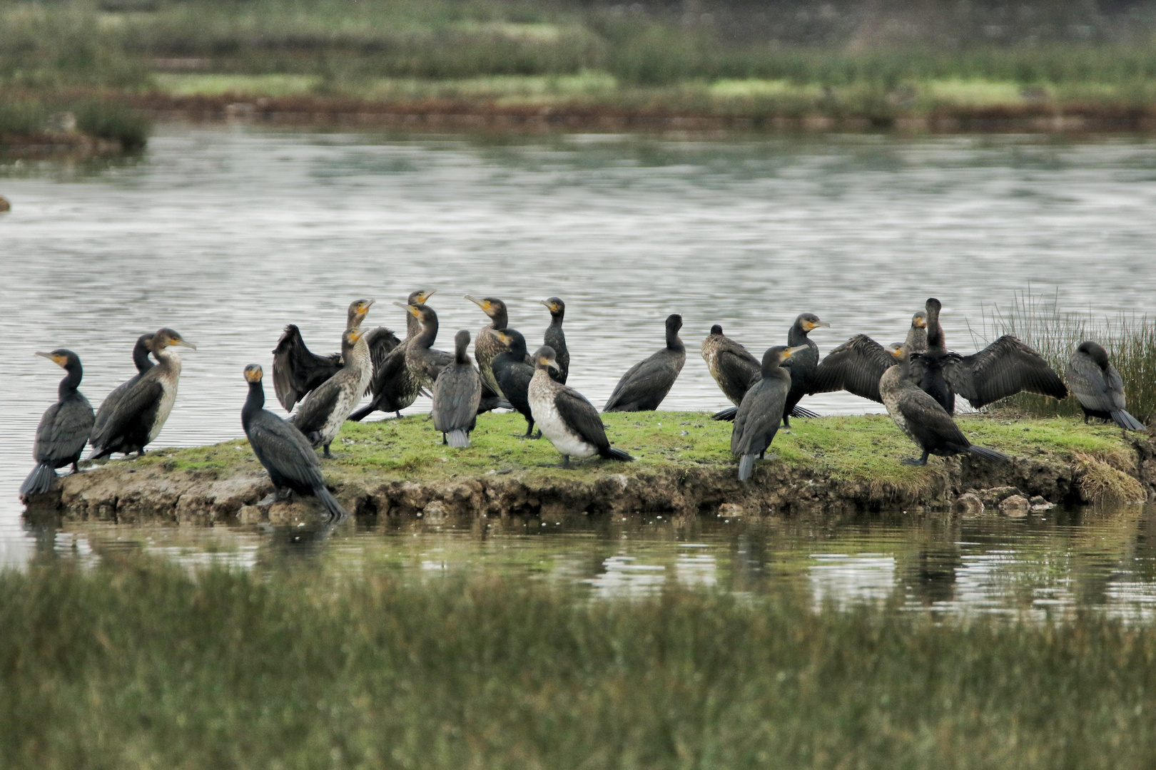 manif de cormorans !