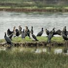 manif de cormorans !