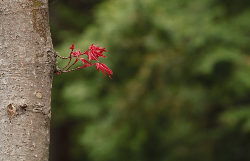 Manine Rosse (Momigi)